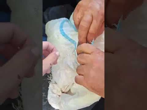 Dolce en vidéo 1