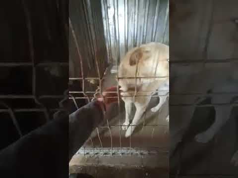 Zoltan en vidéo 1