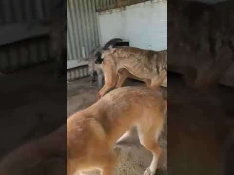 Romeo en vidéo 3