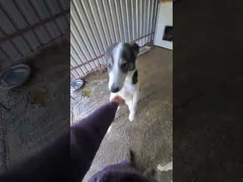 Ezra en vidéo 3