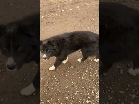 Felix en vidéo 2