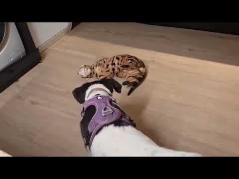 Laya en vidéo 4
