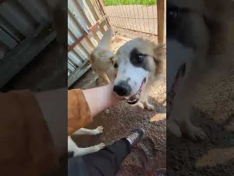 Dexie en vidéo 1