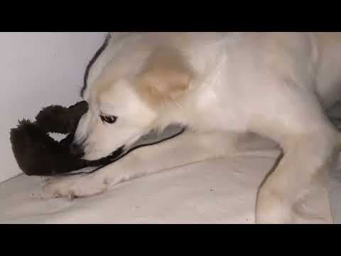Sumi en vidéo 8