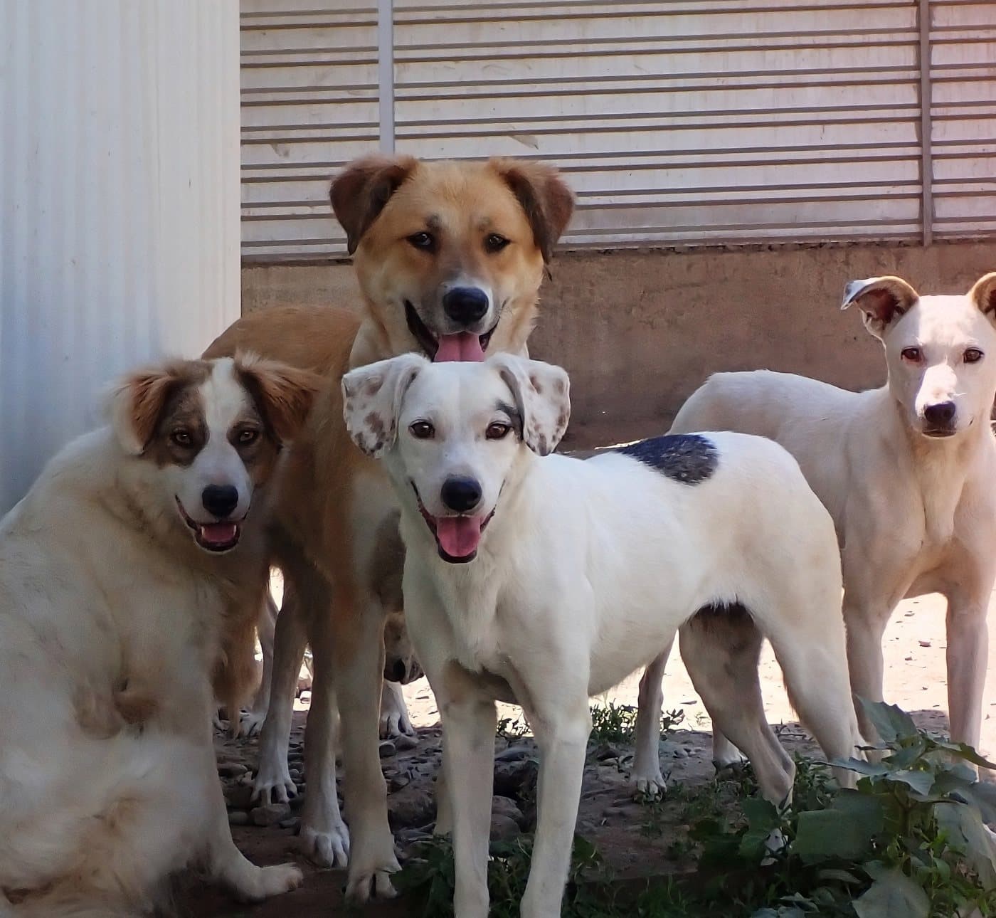 Les chiens du refuge Remember Me Land attendent leur gamelle