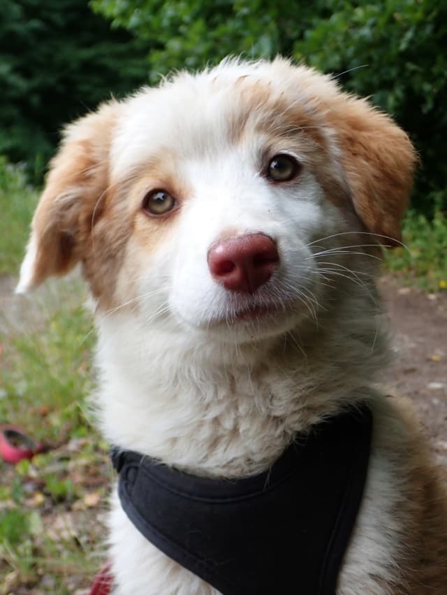Alaskaïa · photo 5