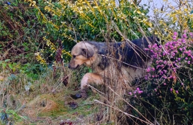 Amazone · photo 2