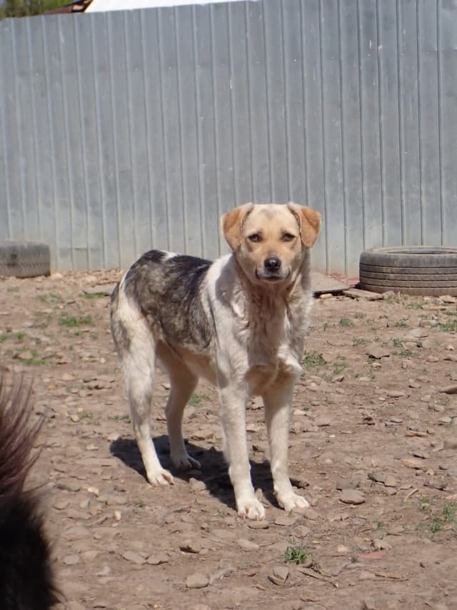 Apaloosa · photo 6