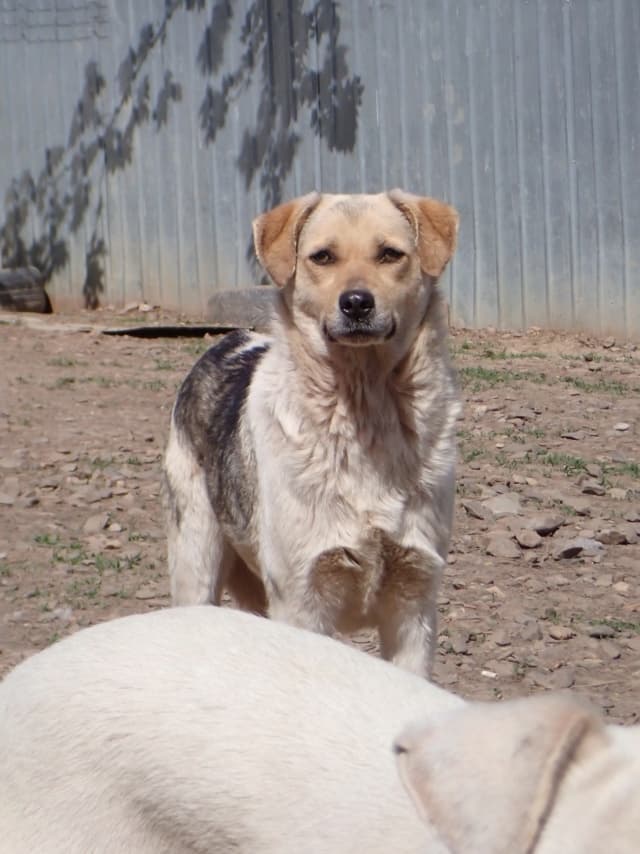 Apaloosa · photo 2