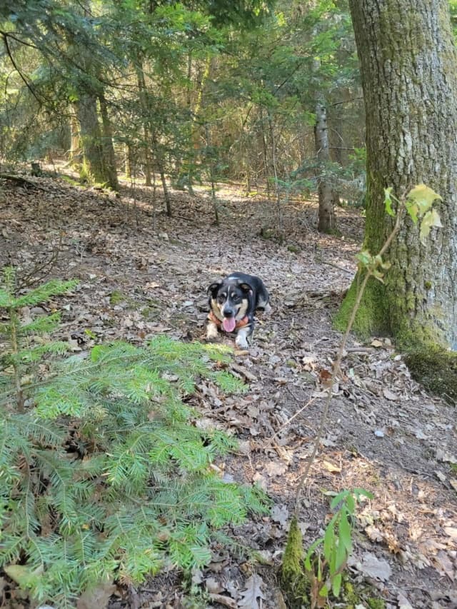 Archibald · photo 6