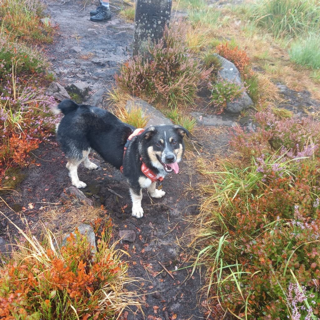 Archibald · photo 5