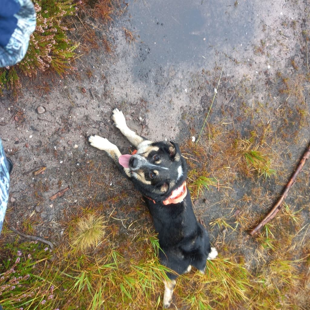 Archibald · photo 4