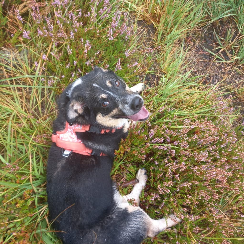 Archibald · photo 3
