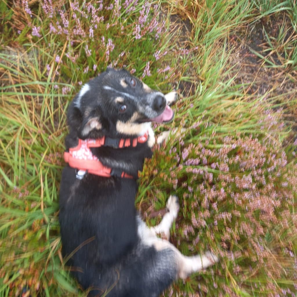 Archibald · photo 2