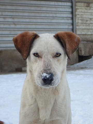 Athos · photo 10