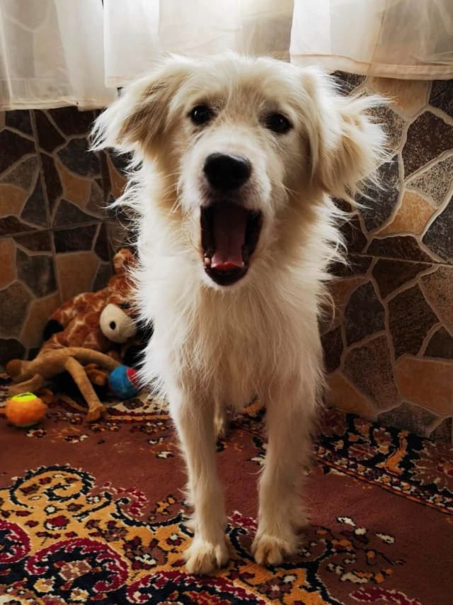 Avalanche · photo 5