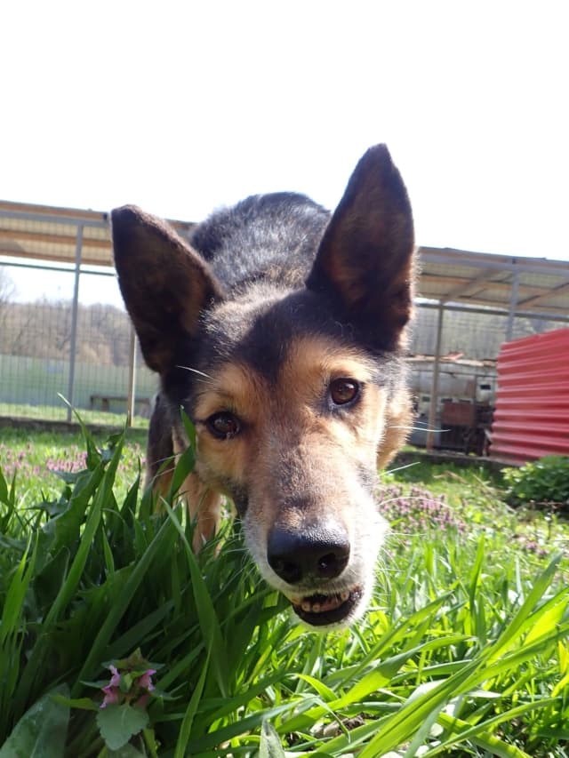 Bandit · photo 11