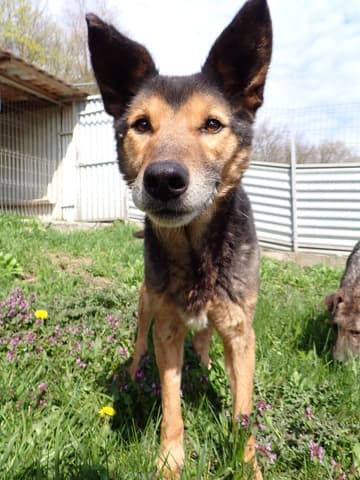Bandit · photo 7