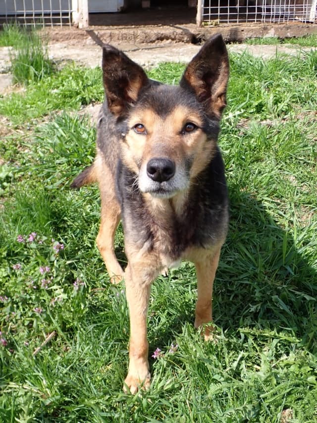 Bandit · photo 2