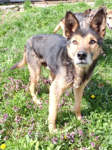 Bandit · photo 1