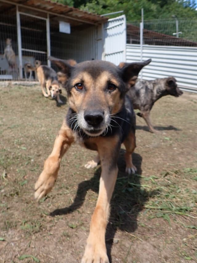 Bandit · photo 12
