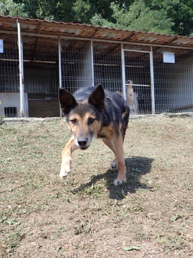 Bandit · photo 11