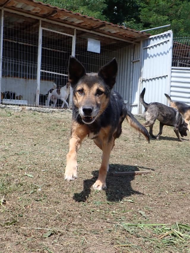 Bandit · photo 10