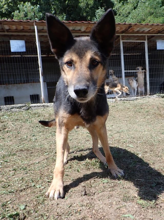 Bandit · photo 8