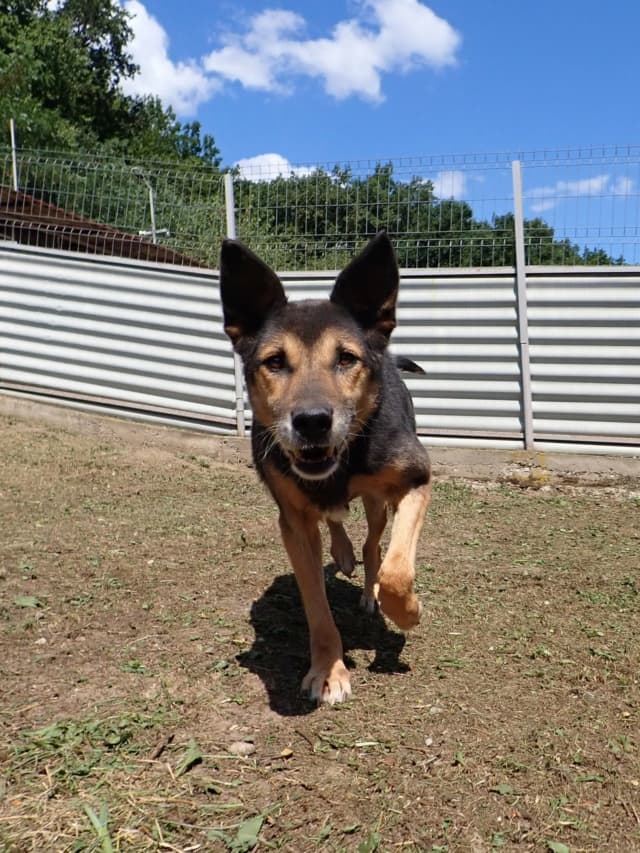 Bandit · photo 7
