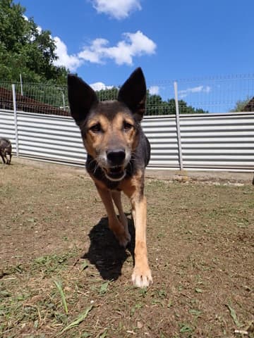 Bandit · photo 6