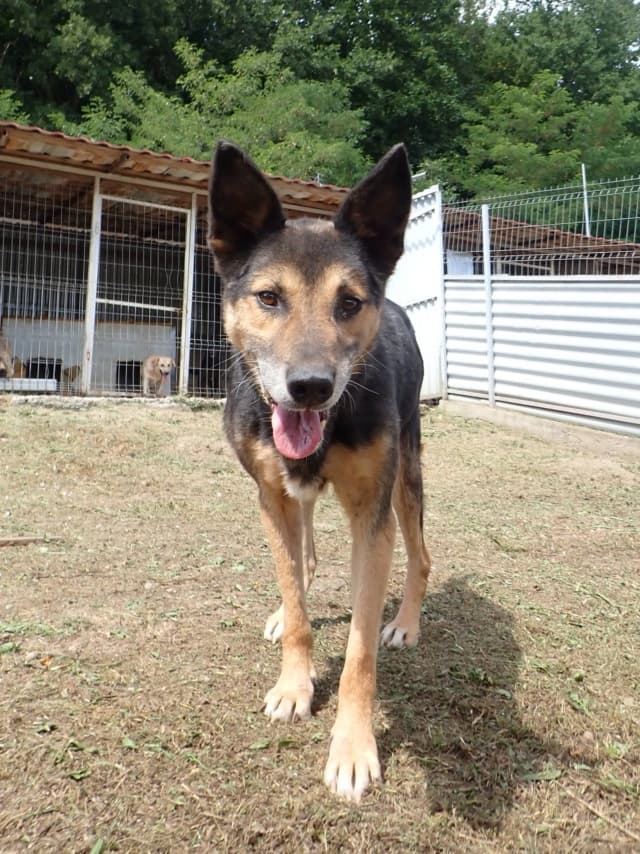 Bandit · photo 3