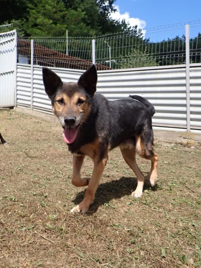 Bandit · photo 2