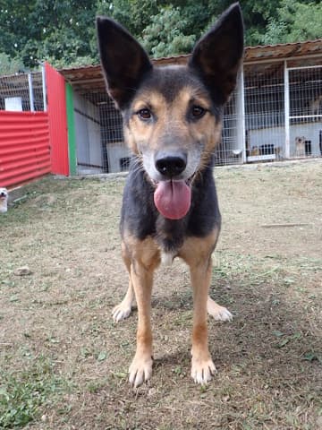 Bandit · photo 1