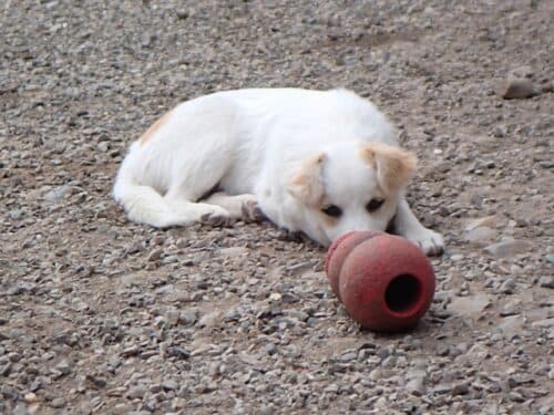 Barcola · photo 11