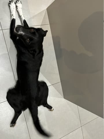 Bella · photo 12