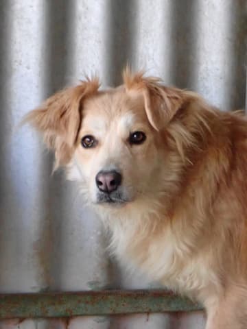 Bercy · Chiens en urgence, Remember Me France