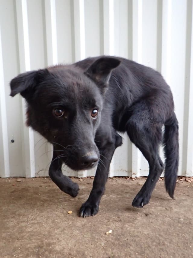 Blacky · photo 6