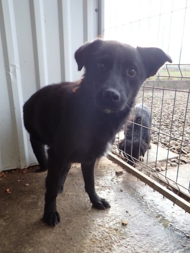 Blacky · photo 5
