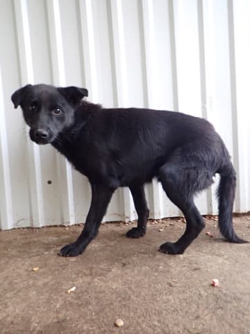 Blacky · photo 4