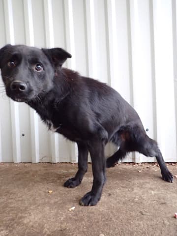 Blacky · photo 3