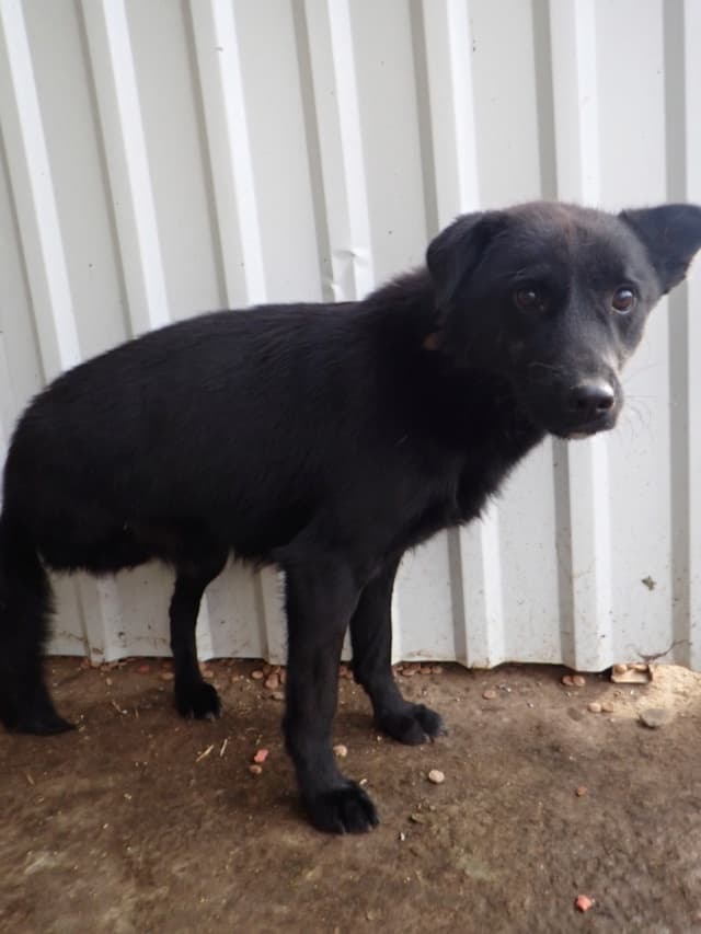Blacky · photo 2