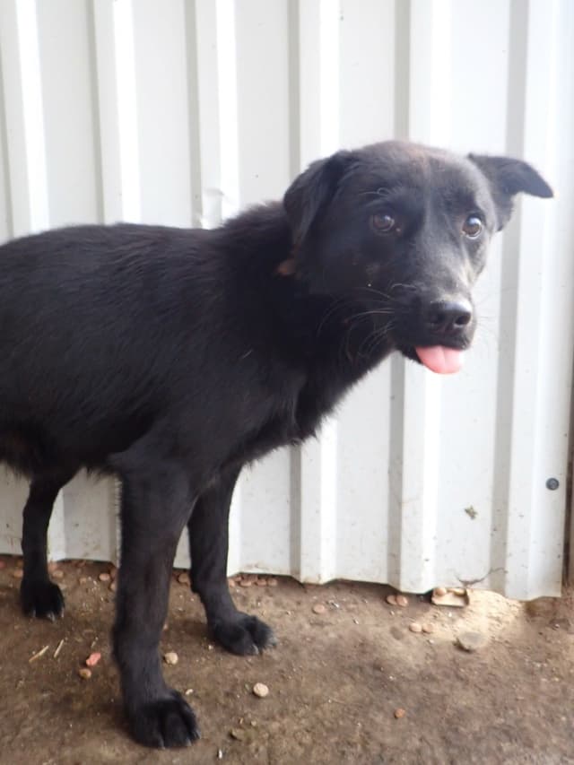 Blacky · photo 1