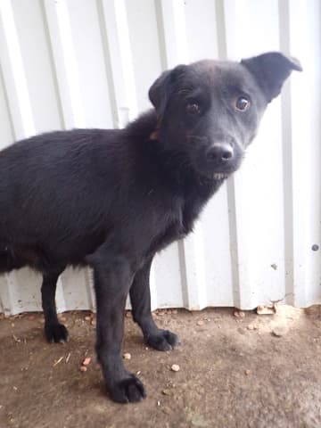 Blacky · photo 10