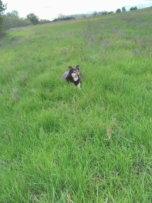 Blacky · photo 12