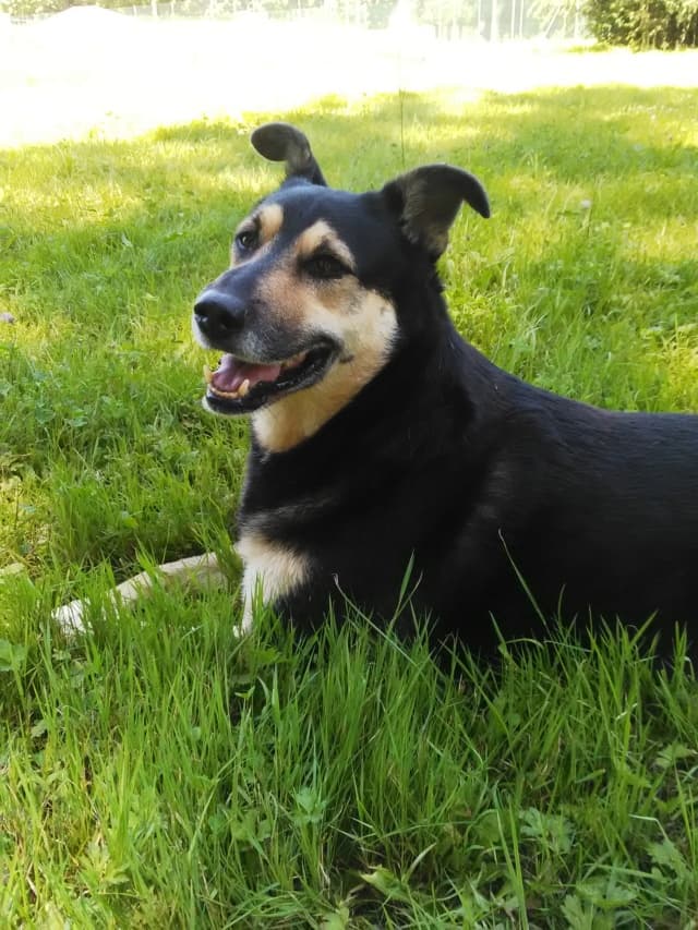 Blacky · photo 11