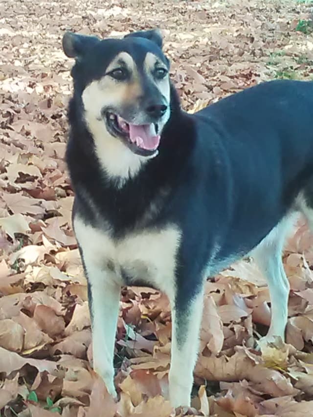 Blacky · photo 10
