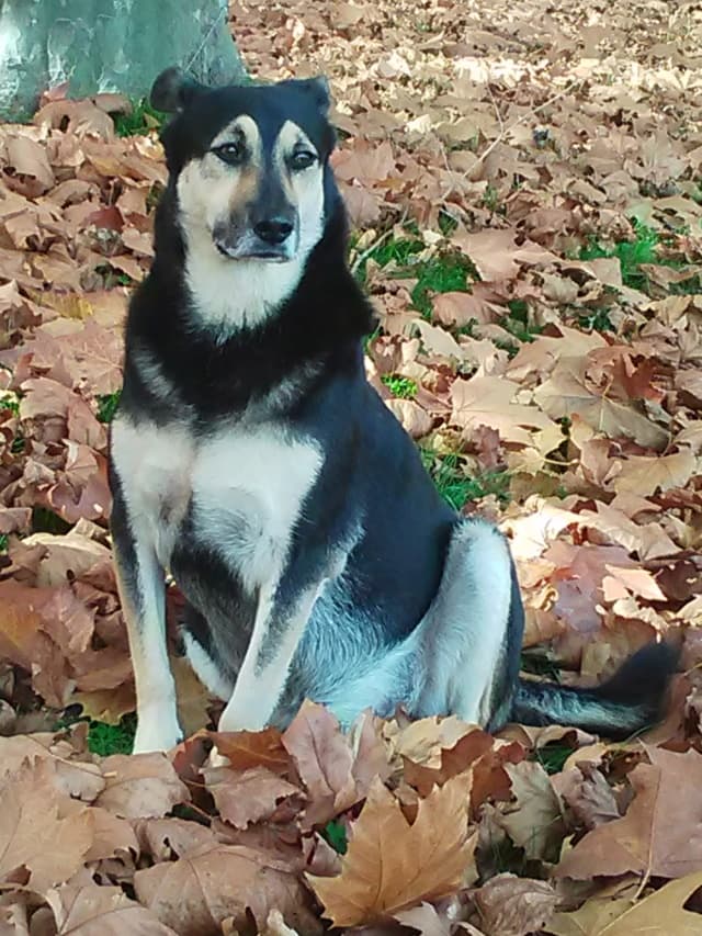 Blacky · photo 9