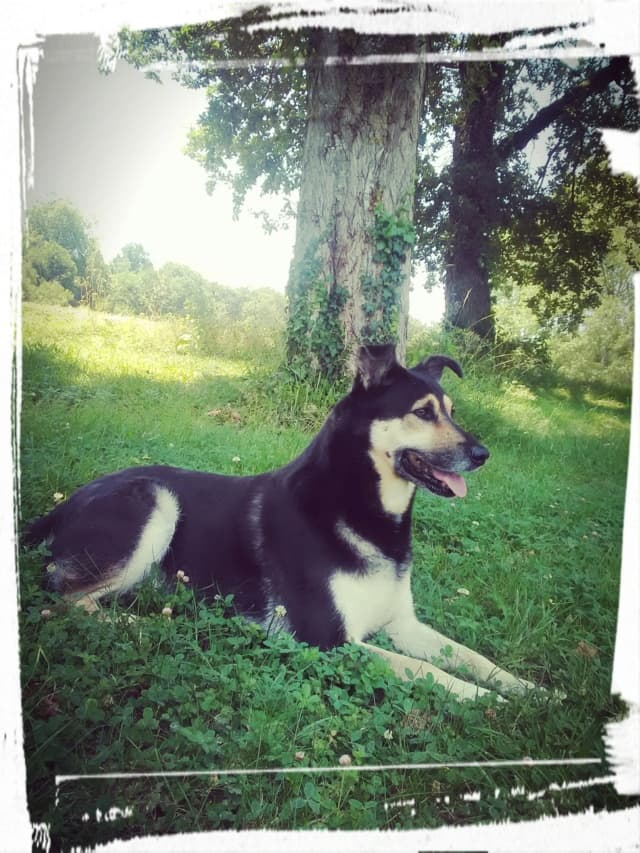 Blacky · photo 8