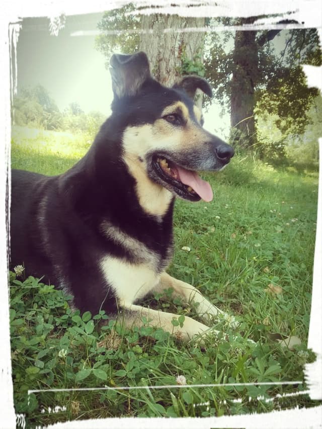 Blacky · photo 4