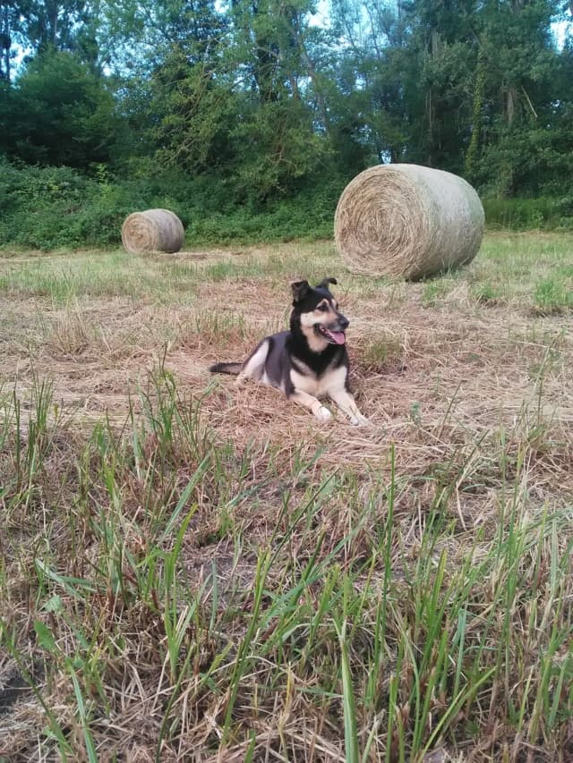 Blacky · photo 3